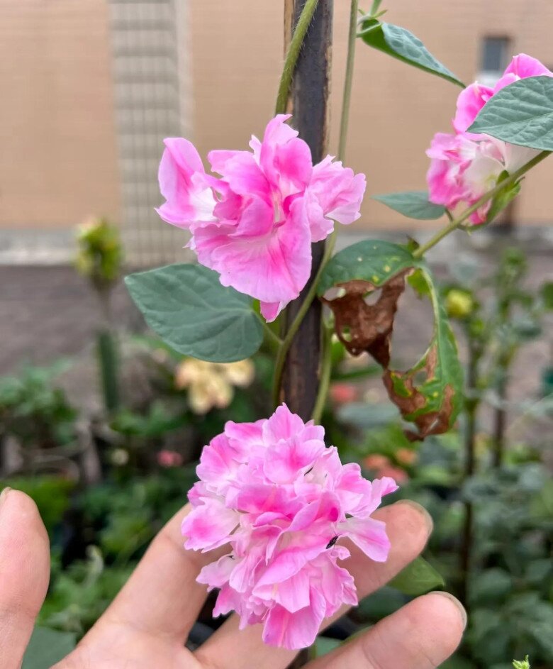 Biến Ban Công Thành "Thiên Đường Hoa": Bí Quyết Trồng Bìm Bìm Rực Rỡ Như "Chàng Trai 10X"